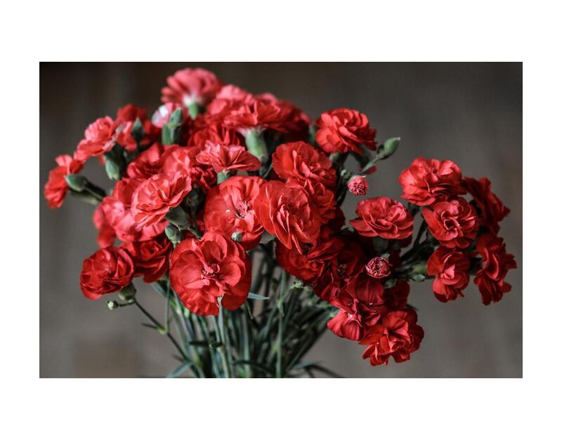 Bouquet of roses from Pierre Gaultier, Prodi Art, stalk, seasonal, romantic, red, petals, love, gift, flowers, flora, decoration, color, close-up, carnation, buds, bunch, flower, blooming, bloom, beautiful