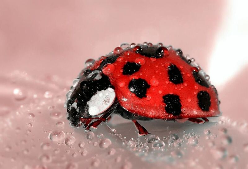 Red Ladybird from Pierre Gaultier Decor Image