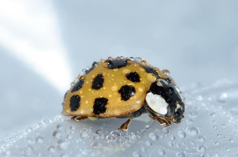 Yellow ladybird from Pierre Gaultier Decor Image