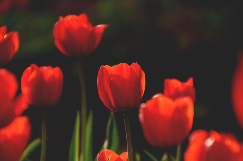 Nos tulipes rouges de Pierre Gaultier Decor Image