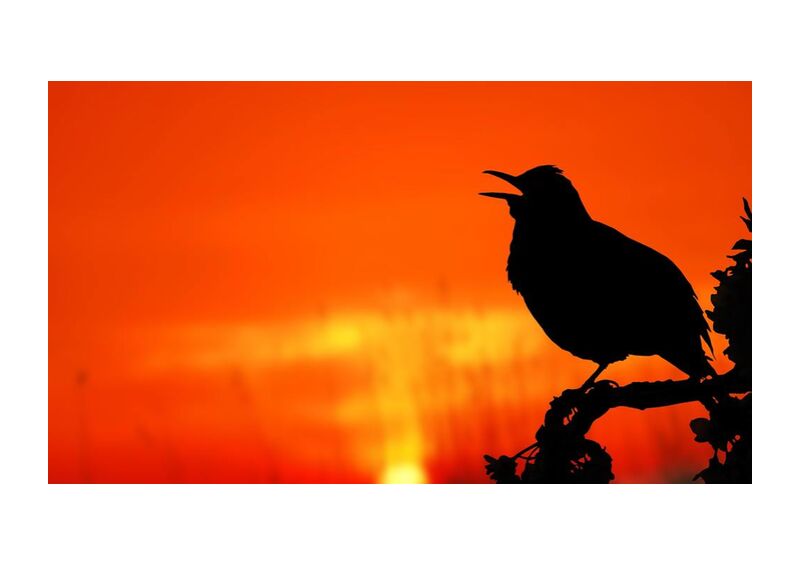 La silhouette de l'oiseau de Pierre Gaultier, Prodi Art, animal, rétro-éclairé, oiseau, Aube, crépuscule, soir, lumière, nature, en plein air, perché, silhouette, soleil, lever du soleil, couché de soleil, arbre, crépuscule
