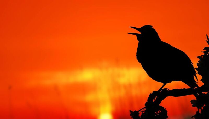 La silhouette de l'oiseau de Pierre Gaultier Decor Image