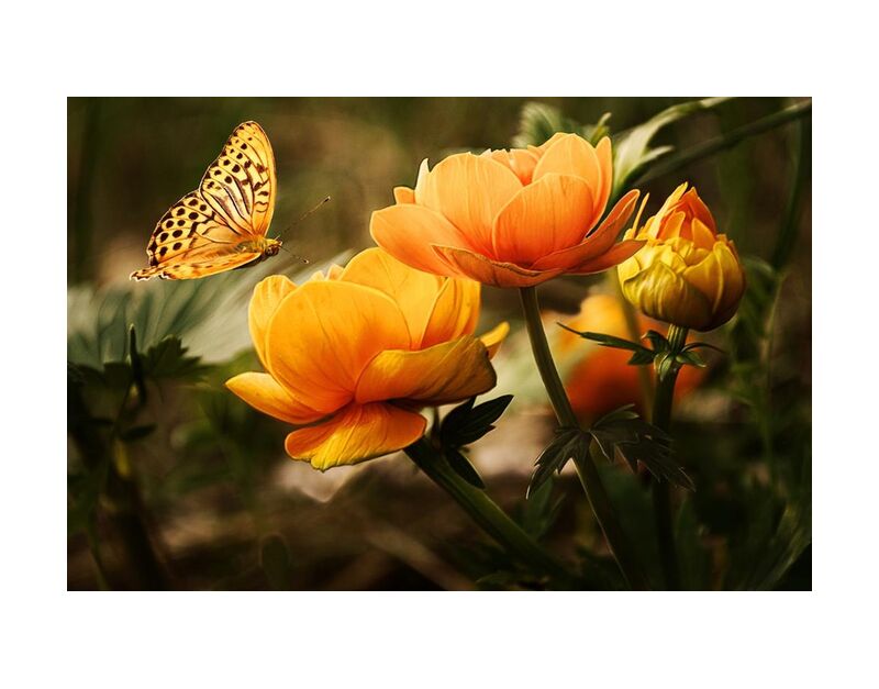 The butterfly and its plant from Pierre Gaultier, Prodi Art, bloom, blossoms, butterfly, flowers, garden, insect, nature, orange, plant