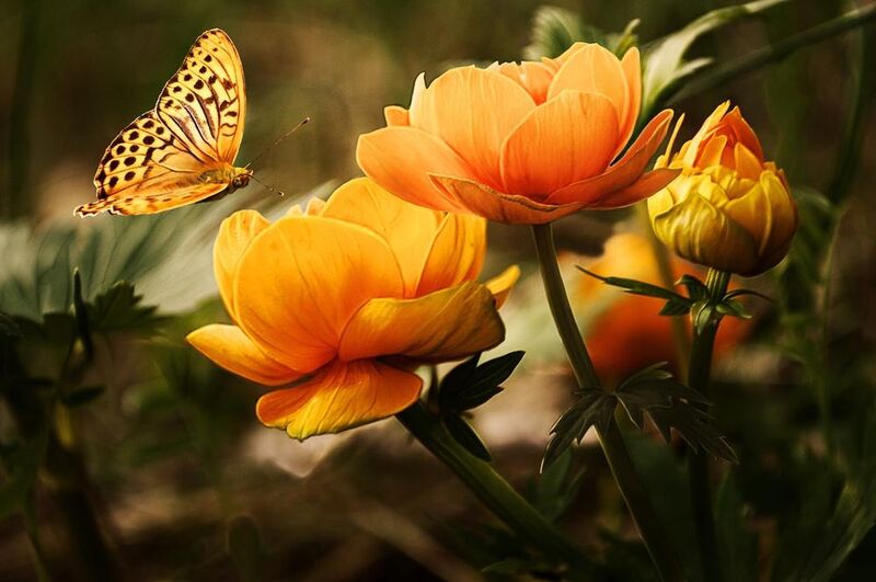 Le papillon et sa plante de Pierre Gaultier Decor Image