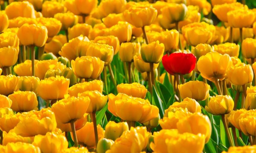 Champs de tulipes de Pierre Gaultier, Prodi Art, Floraison, fleur, flore, fleurs, les plantes, printemps