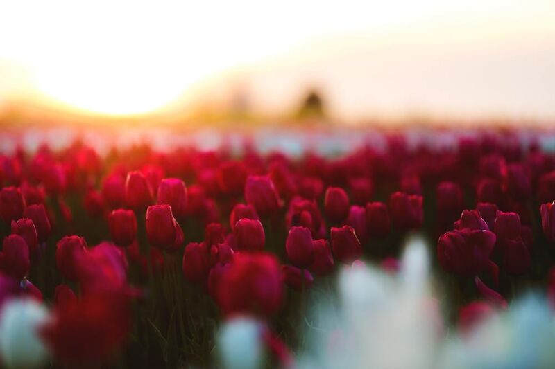 Rouge tulipe de Aliss ART Decor Image