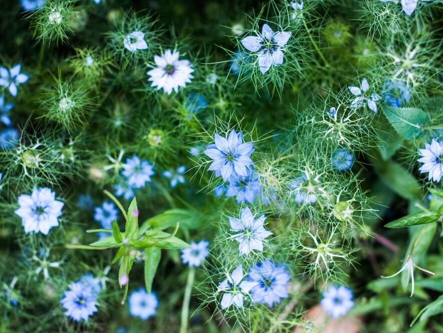 Blue flowers de Marie Guibouin, Prodi Art, fleur bleue, marie guibouin, nature, fleurs, vert