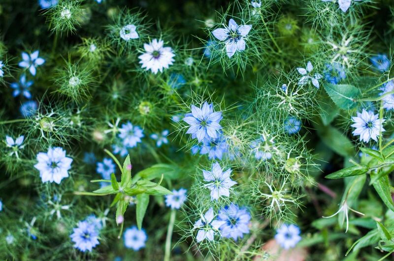 Blue flowers de Marie Guibouin Decor Image