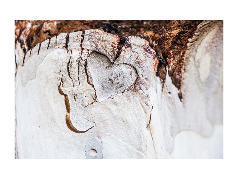 Coeur d'eucalyptus de Marie Guibouin, Prodi Art, coeur, sculpture, amour, eucalyptus, arbre, nature, marie guibouin, saint-valentin