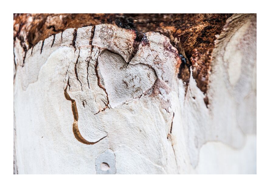 Coeur d'eucalyptus de Marie Guibouin, Prodi Art, coeur, sculpture, amour, eucalyptus, arbre, nature, marie guibouin, saint-valentin