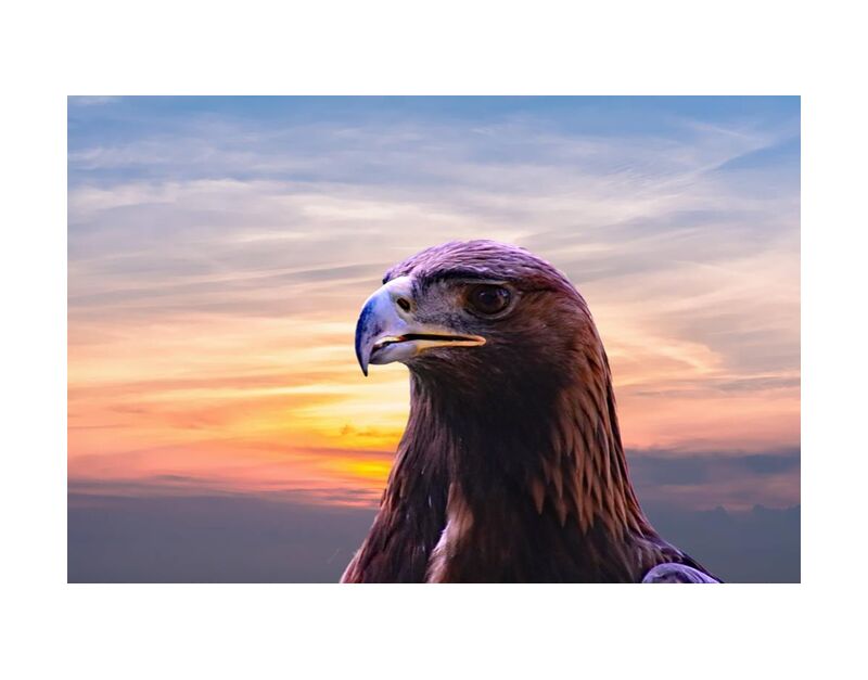 Head of the Eagle from Pierre Gaultier, Prodi Art, wildlife, wild, sky, raptor, prey, predator, portrait, outdoors, nature, hunter, head, flight, feather, falconry, hawk, eagle, clouds, close-up, bird, beak, bald eagle, animal