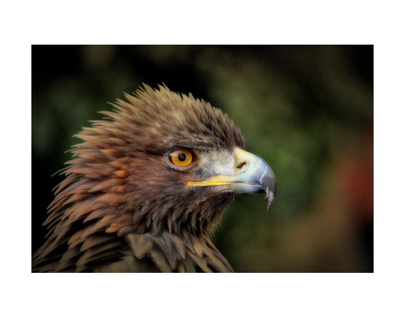 Royal Bird from Pierre Gaultier, Prodi Art, plumage, macro, close-up, bird, animal photography, animal