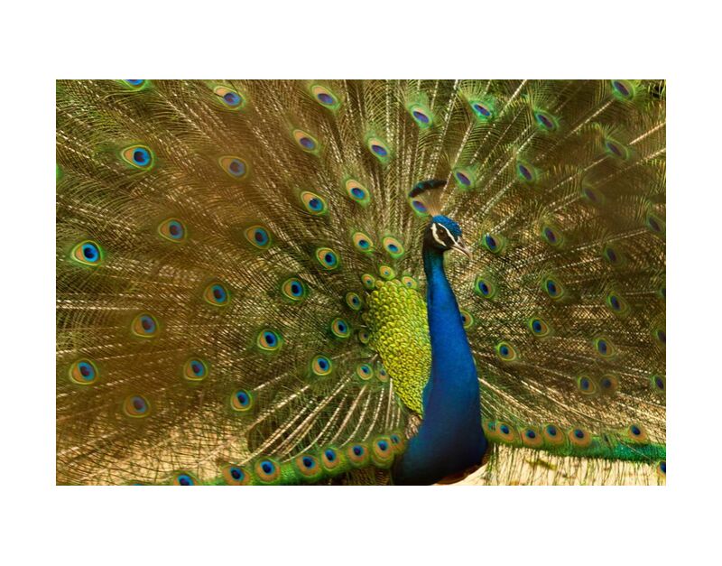 The wings of the pan from Pierre Gaultier, Prodi Art, animal, bird, blue, bright, colorful, elegant, exhibition, feathers, green, head, male, pattern, peacock, showing, tail, wildlife
