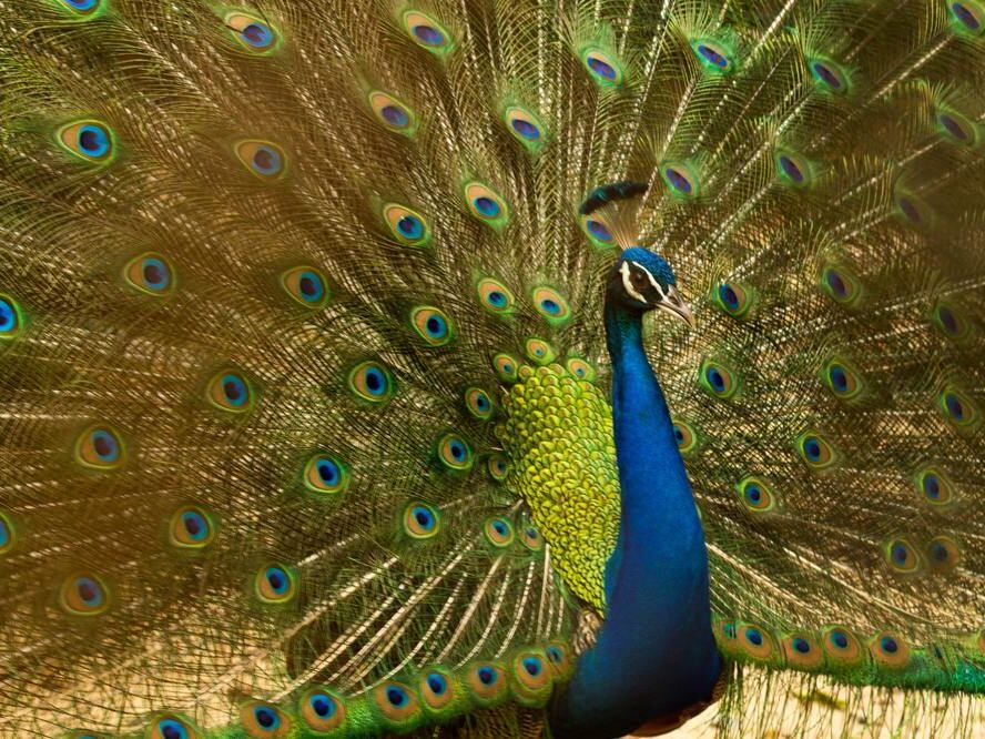 Les ailes du pan de Pierre Gaultier, Prodi Art, animal, oiseau, bleu, brillant, coloré, élégant, exposition, plumes, vert, tête, mâle, modèle, paon, montrant, queue, faune