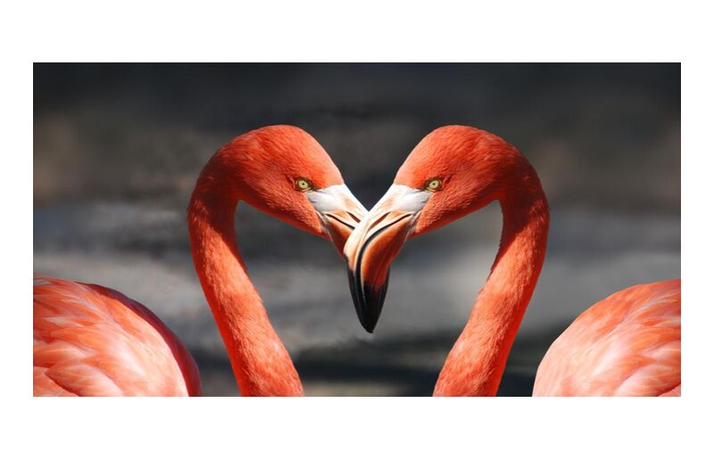 Couple of flamingo from Pierre Gaultier, Prodi Art, animals, birds, feathers, flamingo, flamingos, plumage