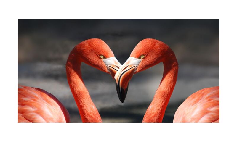 Couple de flamant rose de Pierre Gaultier, Prodi Art, animaux, des oiseaux, plumes, flamant, flamants roses, plumage