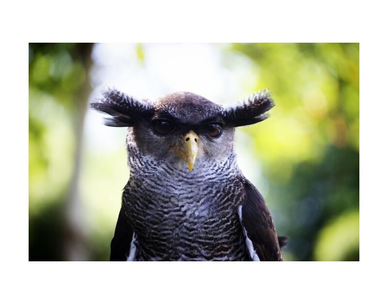 Owlet from Pierre Gaultier, Prodi Art, owl, head, close up, bird, animal