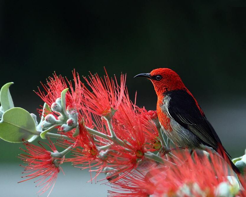 Bird on plant from Pierre Gaultier, Prodi Art, animal, bird, feathers, macro, nature, plant, red, scarlet, honey eater, wildlife