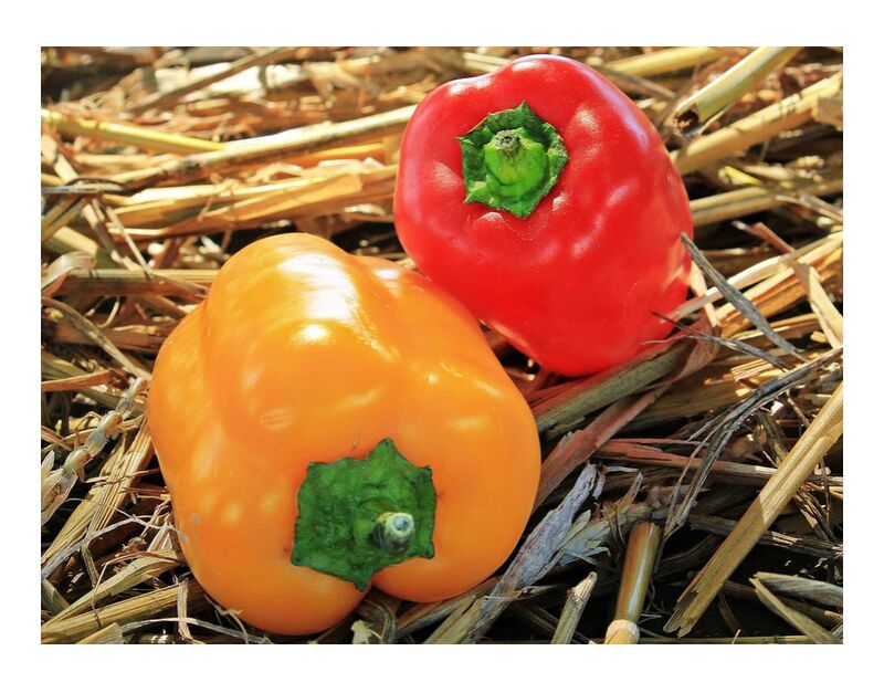 Two Peppers from Pierre Gaultier, Prodi Art, bell, close-up, color, cooking, crisps, delicious, eat, food, fresh, green, grow, hay, health, healthy, hot, natural, nutrition, bell peppers, pepper, raw, red pepper, seasonal, still, life, vegetables