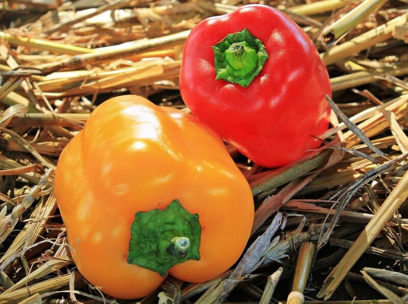 Two Peppers from Pierre Gaultier Decor Image