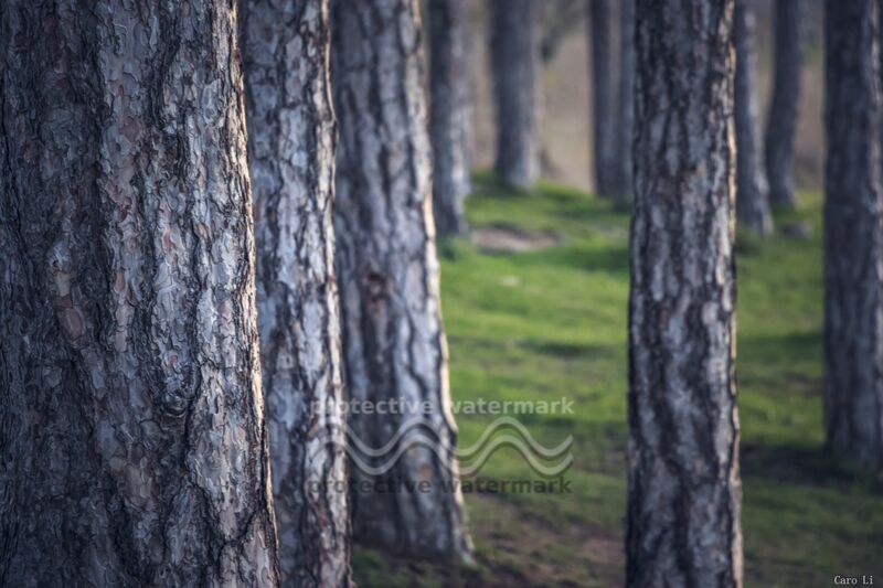 Trees de Caro Li Decor Image