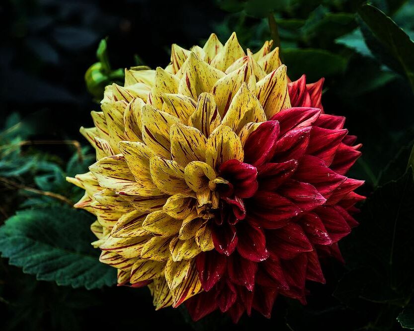 Flower of the islands from Pierre Gaultier, Prodi Art, bloom, blossom, flora, flower, plant