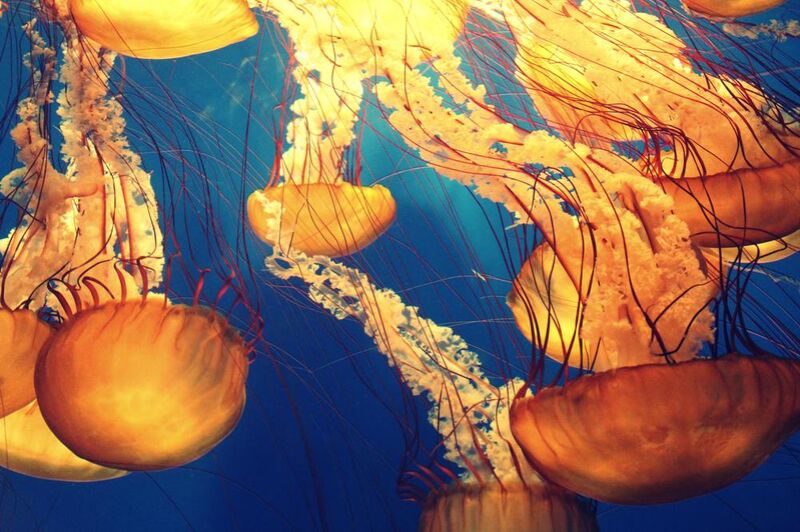 Jellyfish from the Sea from Pierre Gaultier Decor Image