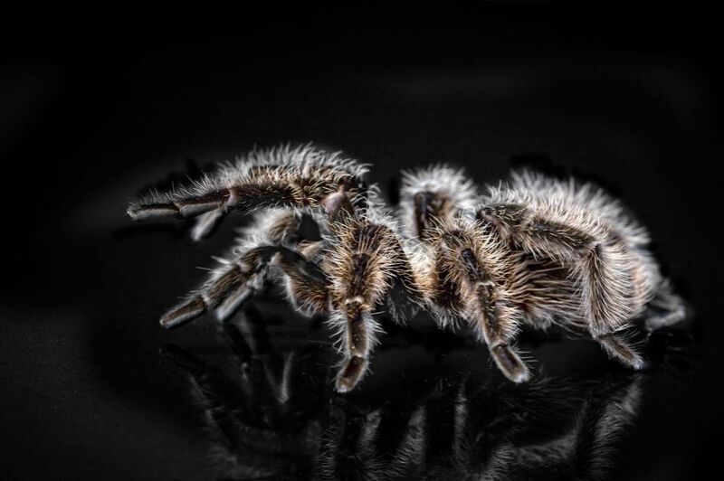 L'araignée de Pierre Gaultier Decor Image