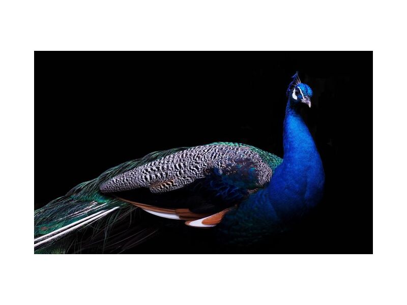 La pose du pan de Pierre Gaultier, Prodi Art, animal, aviaire, le bec, beau, oiseau, coloré, exotique, plumes, tête, cou, paon, sauvage, faune