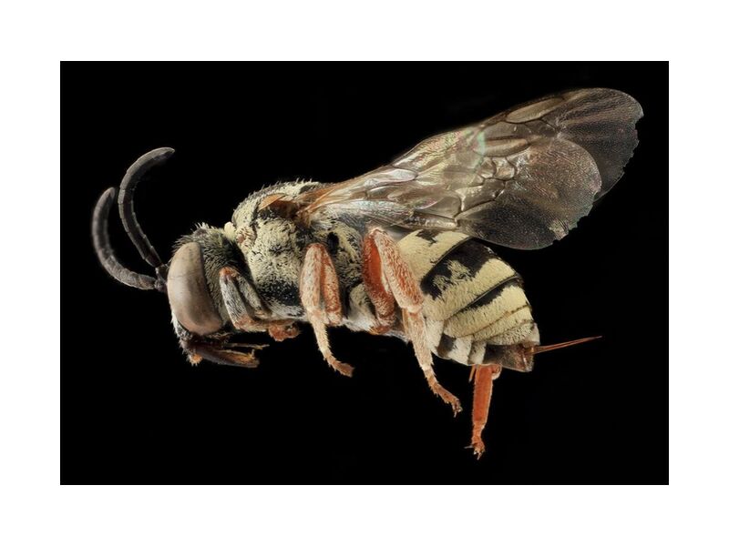 Insecte sur fond noir de Pierre Gaultier, Prodi Art, ailes, faune, profil, nature, monté, macro, insecte, mouche, minimus, epeol, fermer, abeille