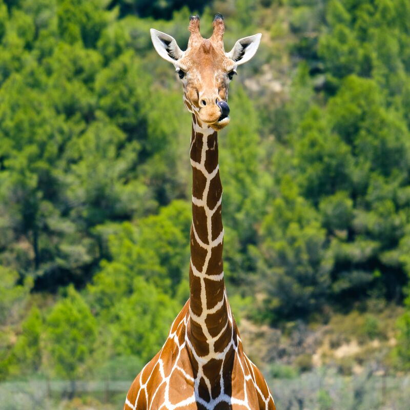 La girafe gourmande de Adrien Guionie Decor Image