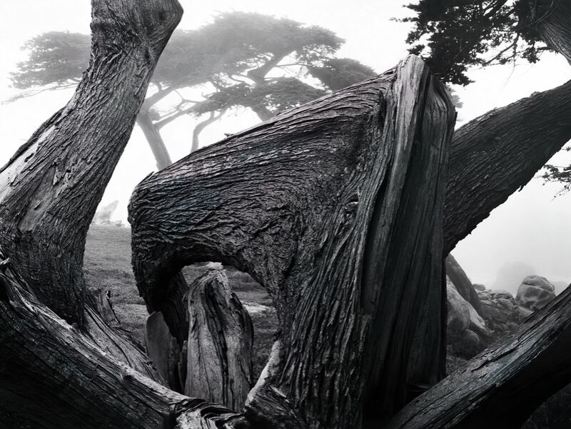 Cypress Tree In Fog, Pebble Beach California von Bildende Kunst Decor Image