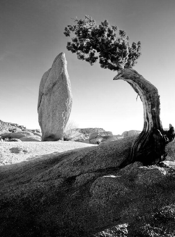 Tannenbaum und Felsbrocken, Sierra Mountains, Yosemite Kalifornien - Ansel Adams von Bildende Kunst Decor Image