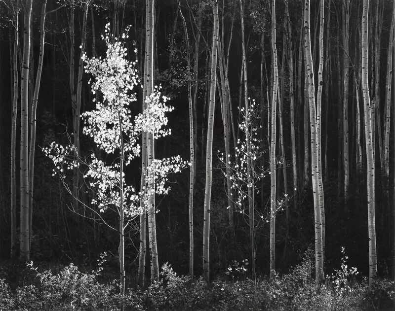 Aspens, Northern New Mexico, from Portfolio VII, 1958 - Ansel Adams from Fine Art Decor Image