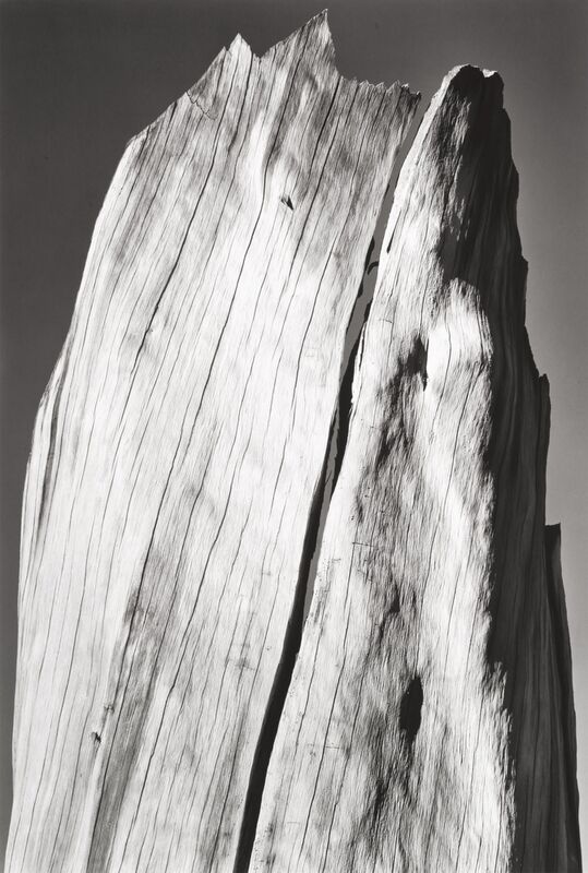 Cracked Trunk, Portfolio V desde Bellas artes Decor Image
