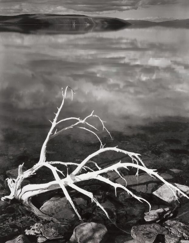 Branches Blanches, Lac Mono du Portfolio VII, 1950 - Ansel Adams de Beaux-arts Decor Image