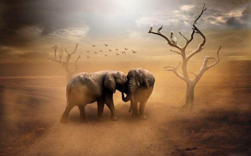Éléphants s'enlaçant de Pierre Gaultier, Prodi Art, éléphant, baiser, Afrique, désert, oiseau, soleil