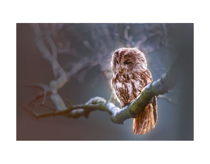 The owl's wait from Pierre Gaultier, Prodi Art, bird, predator, branch, nature, winter, owl