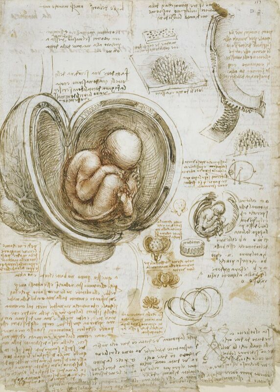 Estudios del feto en el útero desde Bellas artes Decor Image