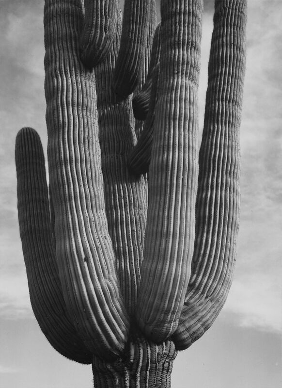 Cactus at the Saguaro National Monument, Arizona - ANSEL ADAMS 1958 von Bildende Kunst Decor Image