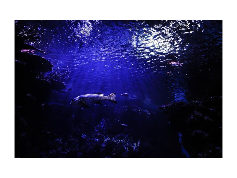 Le monde bleu de Aliss ART, Prodi Art, aquarium, eau, sous-marin, mer, étang, océan, Lac, poisson, Profond, foncé, animal