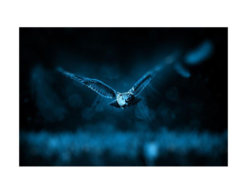 Owl from Aliss ART, Prodi Art, animal, bird, dark, fly, night, owl, wild animal