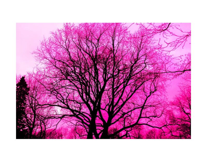 Life in pink from Aliss ART, Prodi Art, wallpaper, lone, wood, winter, purple, tree, Sun, silhouette, scenic, outdoors, nature, landscape, fog, fall, environment, dawn, dark, color, bright, branch, black, art, abstract