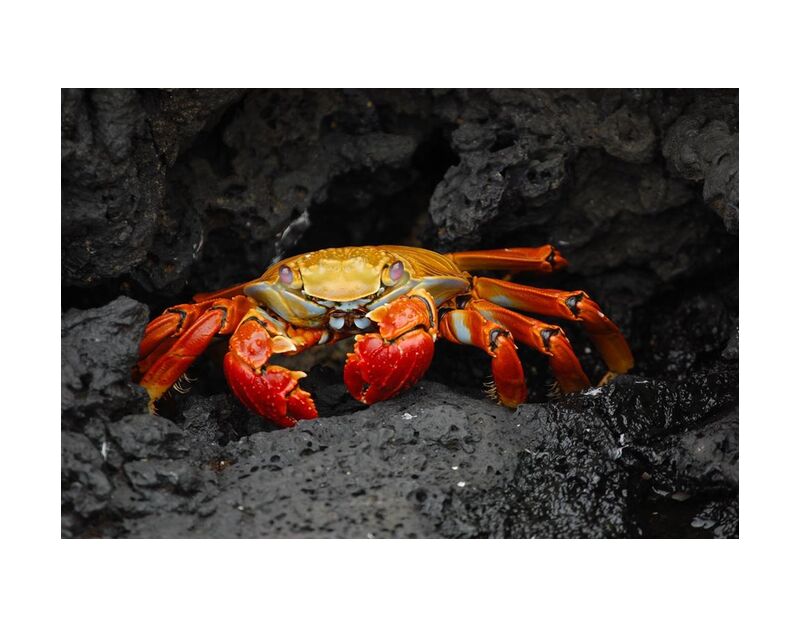 Crab from Aliss ART, Prodi Art, shellfish, red rock crab, grapsus grapsus, crustacean, crab, rocks, creature, animal