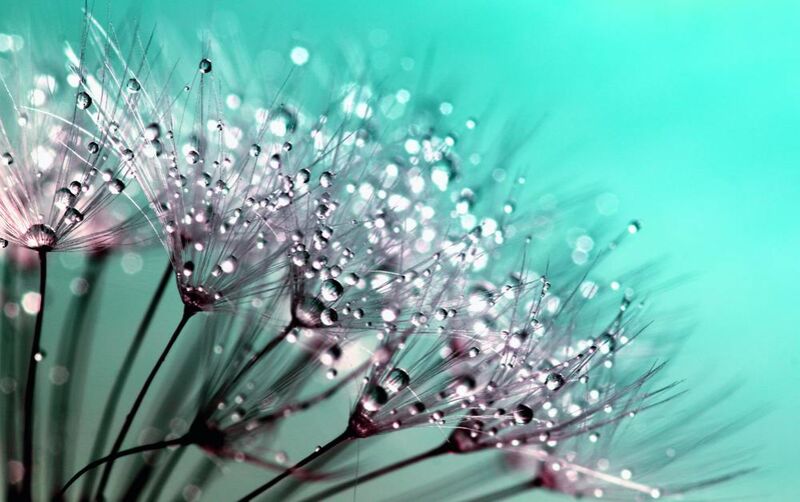 Morning dew from Aliss ART Decor Image
