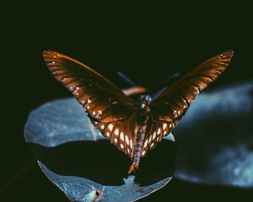 Dark from Aliss ART, Prodi Art, Srilanka, moth, monarch, lepidoptera, wings, macro, insect, dark, close-up, butterfly